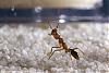 Anochetus-Serie06-(640)+C.jpg