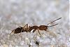 Anochetus-Serie07-(640)+C.jpg