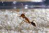 Anochetus-Serie08-(640)+C.jpg