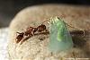 Anochetus-Serie10-(640)+C.jpg