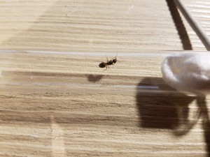 20200904_195616.jpg (4.02 MiB) 2419 mal betrachtet Unbekannt 2