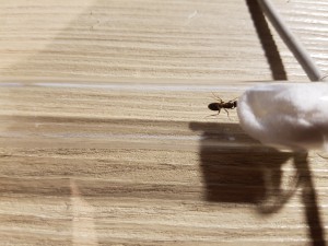 Unbekannt 2 Vermutlich die gleiche Art wie Unbekannt 1