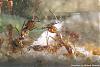 Anochetus-Serie20-(640)+C.jpg
