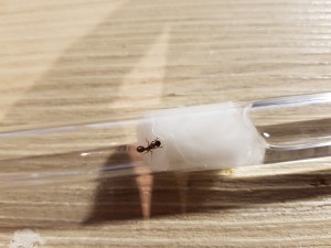 20200904_195653.jpg (3.17 MiB) 2419 mal betrachtet Myrmica 2