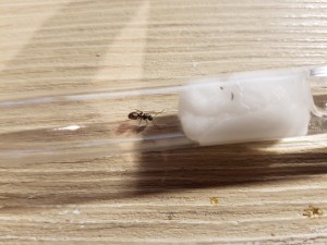 20200904_195704.jpg (3.5 MiB) 2419 mal betrachtet Ist das überhaupt eine Königin?