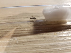 20200904_195711.jpg (3.01 MiB) 2419 mal betrachtet Ist das überhaupt eine Königin?