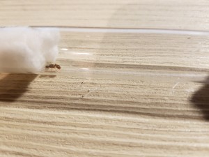 20200904_195728.jpg (3.47 MiB) 2419 mal betrachtet Myrmica 1