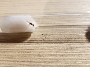 20200904_195738.jpg (3.85 MiB) 2419 mal betrachtet Myrmica 1