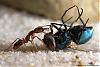 Anochetus ghilianii 002-(800)+C.jpg