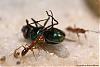 Anochetus ghilianii 005-(800)+C.jpg