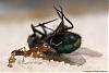 Anochetus ghilianii 006-(800)+C.jpg