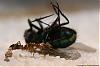 Anochetus ghilianii 007-(800)+C.jpg
