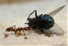 Anochetus ghilianii 008-(800)+C.jpg