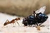 Anochetus ghilianii 009-(800)+C.jpg