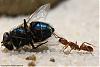 Anochetus ghilianii 011-(800)+C.jpg