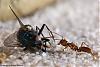 Anochetus ghilianii 012-(800)+C.jpg