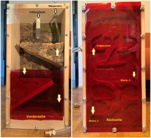 mein erstes formicarium.jpg