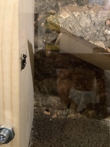 Ant5.jpg