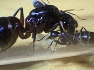 Camponotus ligniperda