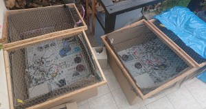 Igel Gehege auf der Terrasse