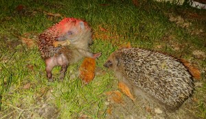 Igel beim auswildern und "tarnen"