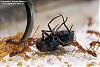 Anochetus ghilianii 018-(800)+C.jpg