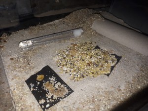Unten Agavendicksaft, Mitte Tannenhonig, Oben Supermarkthonig