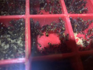 Bild 184 mit Königin