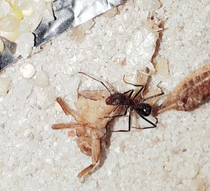 20201028_012600.jpg (4.04 MiB) 31718 mal betrachtet ... gibt's auch!