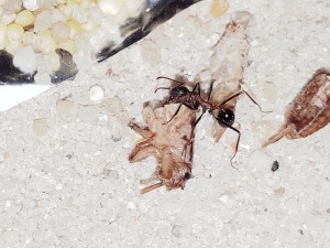 20201028_012619.jpg (4.97 MiB) 31718 mal betrachtet ... neue Bildchen ...