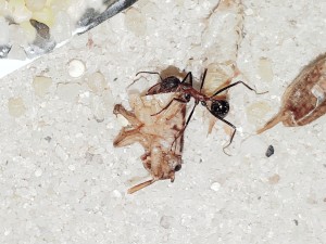 20201028_012448.jpg (4.95 MiB) 31718 mal betrachtet Ein paar ...