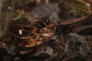 Anoplolepis gracilipes Später.JPG