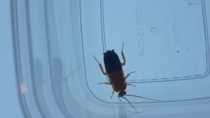 Schokoschabe