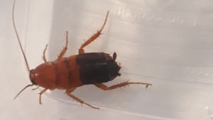 Schokoschabe