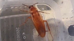 Mänchen Adult