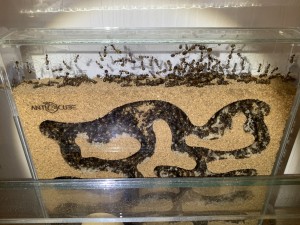 Bild 293 Nest 2 - hier müsste die Königin irgendwo sein.