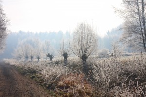 Ein Hauch von Winter.jpg