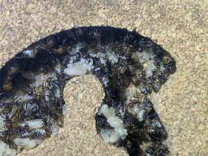 Bild 312: Teilfoto Nest 2 oben rechts