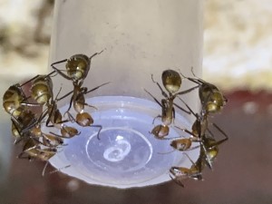 B277D28E-A423-4499-AD8C-6B24D6475078.jpeg (1.28 MiB) 18488 mal betrachtet Bild 322