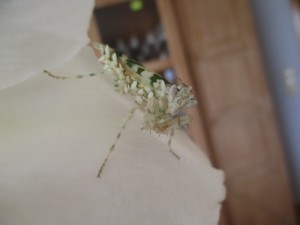 IMG_1185.JPG