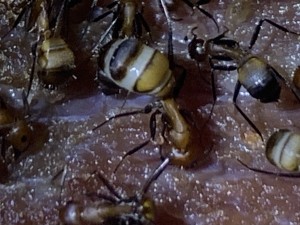 Camponotus nicobarensis.jpeg