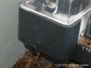 IMG_20210213_144440.jpg (1.3 MiB) 27258 mal betrachtet die kleinen weißen Punkte...