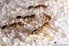 Anochetus-004-(800)+C.jpg