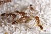 Anochetus-005-(800)+C.jpg