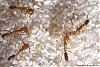 Anochetus-009-(800)+C.jpg