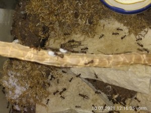 Mit Brut sind sie immer flink unterwegs, ich hab es nicht geschafft, sie mal "scharf" zu kriegen.