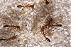 Anochetus-011-(800)+C.jpg