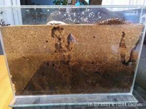 IMG_20210316_201044.jpg (3.32 MiB) 12804 mal betrachtet hinten