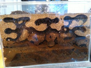 IMG_20210316_201136.jpg (2.87 MiB) 12804 mal betrachtet vorne