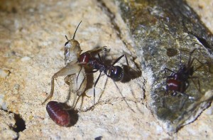 Messor cephalotes mit Heimchen _2.jpg